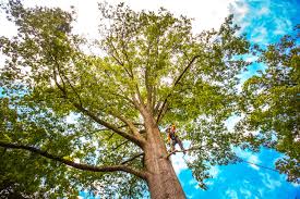 Best Root Management and Removal  in Middleburg, PA