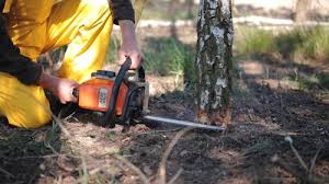 Best Tree Disease Treatment  in Middleburg, PA