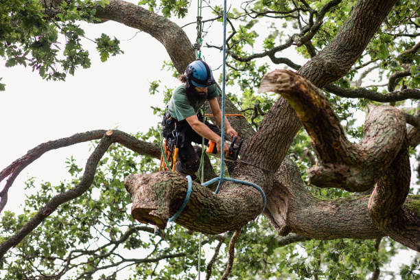 Tree and Shrub Care in Middleburg, PA