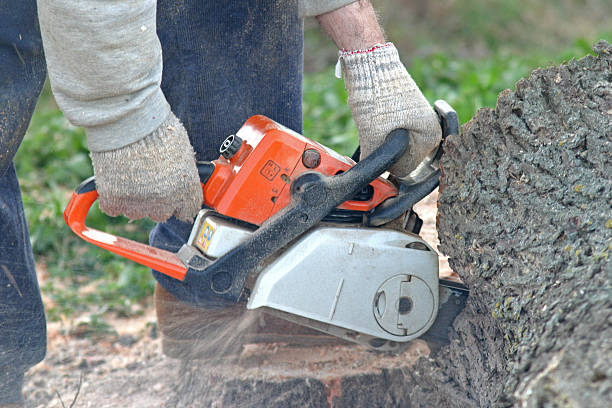 Trusted Middleburg, PA Tree Services Experts