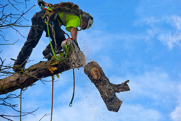 How Our Tree Care Process Works  in  Middleburg, PA